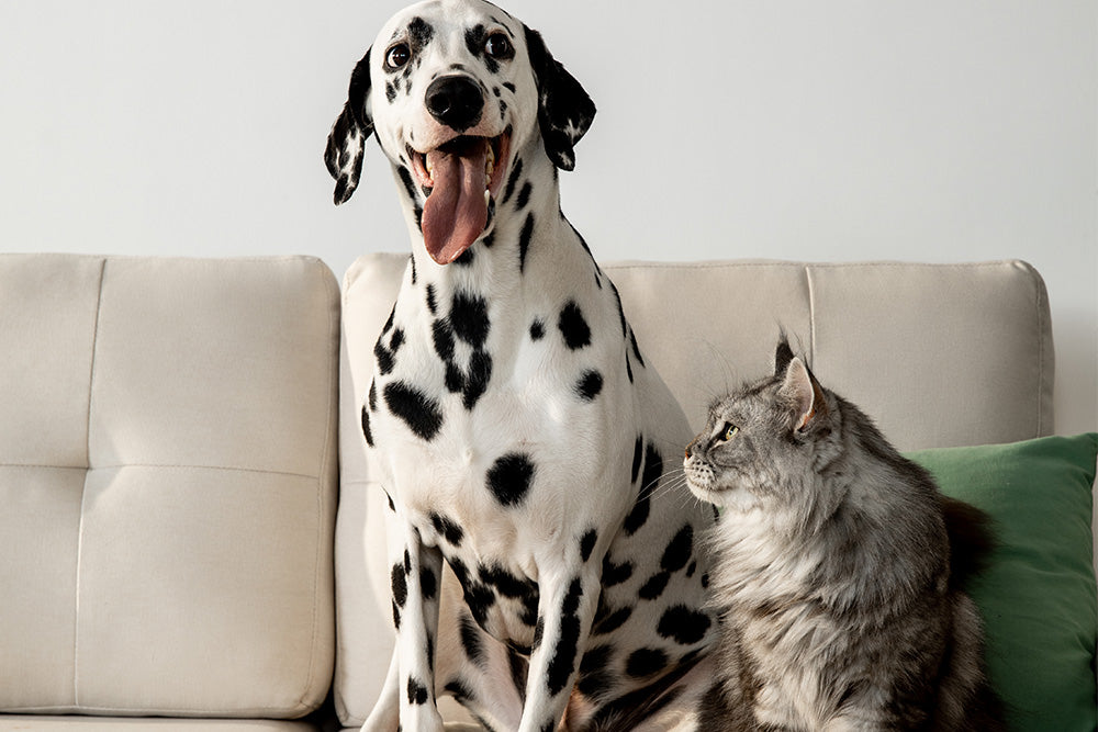 How to Spend the Whole Day with Your Pets - LINSY HOME